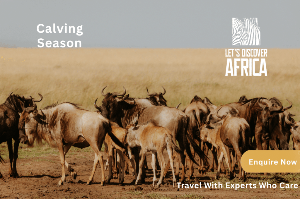 Calving Season - Lets Discover Africa Tanzania safari guide 2026