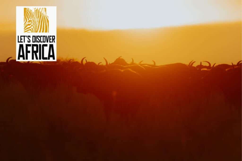 tanzanias-calving-season - Lets Discover Africa tanzanias-calving-season