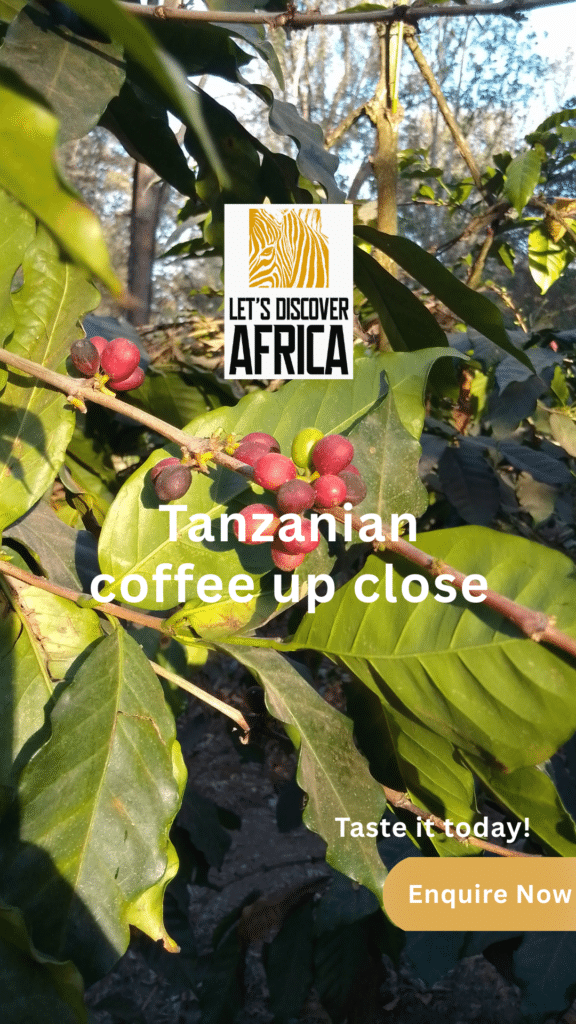 Tanzania Safari Experiences