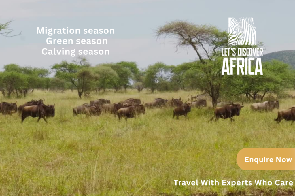 Discover the Magic of Serengeti A deeper dive