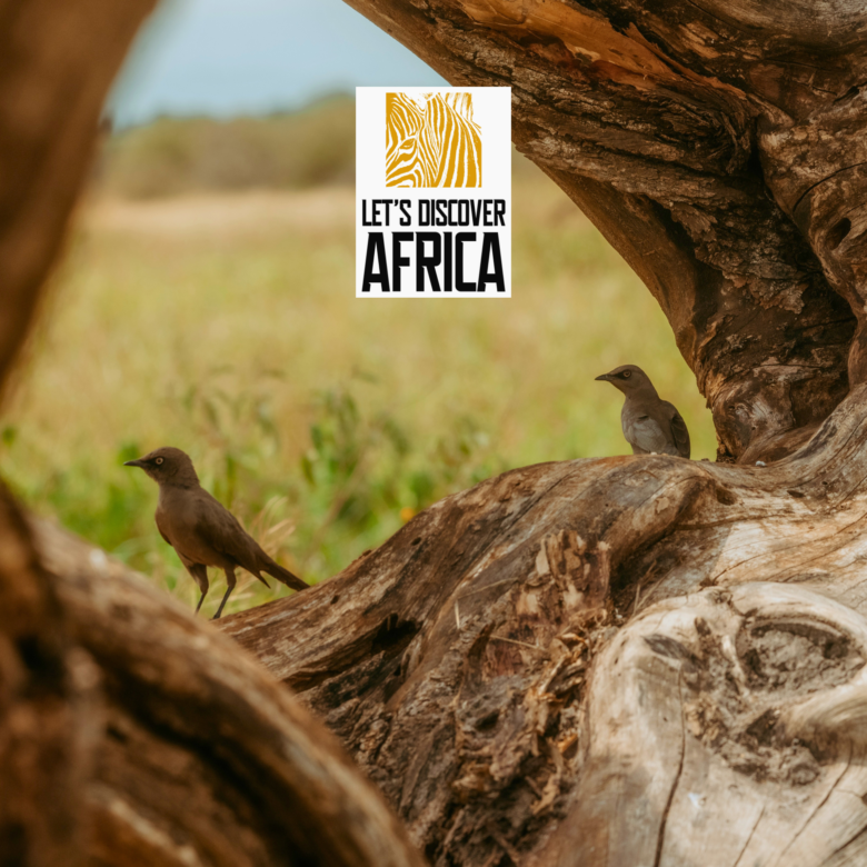 Bird watching in the Northern circuit