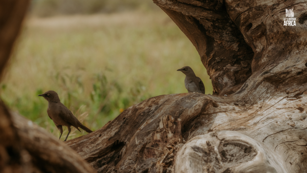 Birds in Tanzania during the green season safari