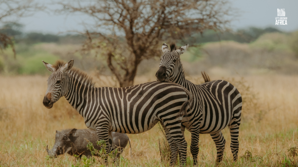 Tanzania green season safari with wildlife in lush landscape