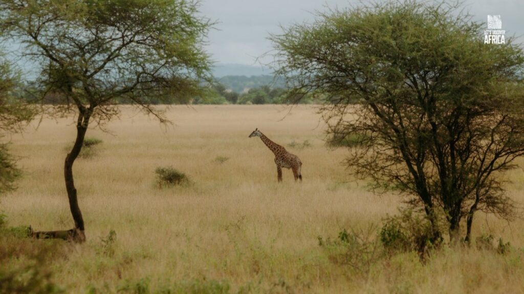 Safari Tanzania