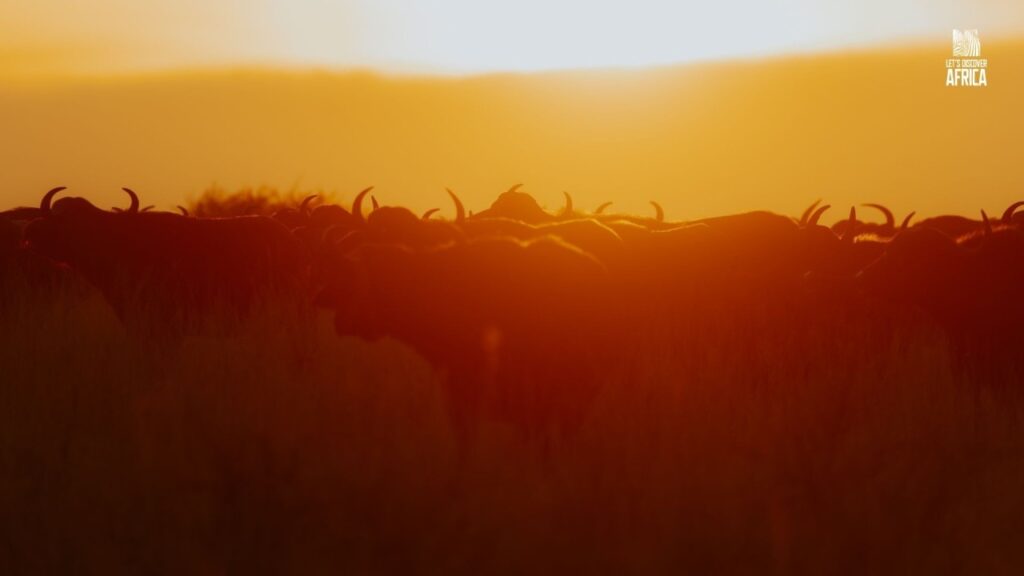 Serengeti calving season - Lets Discover Africa