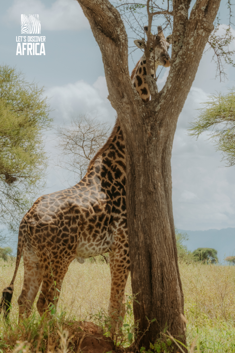 A beautiful giraffe in the savannah plains