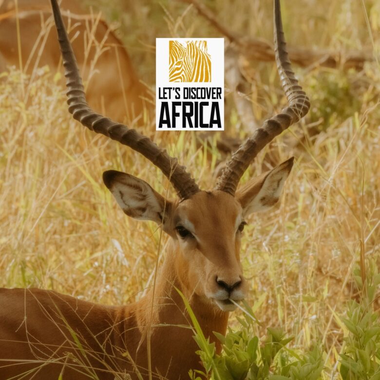 Impala in tall golden grass with a centered white logo reading 'LET'S DISCOVER AFRICA' and an orange zebra pattern