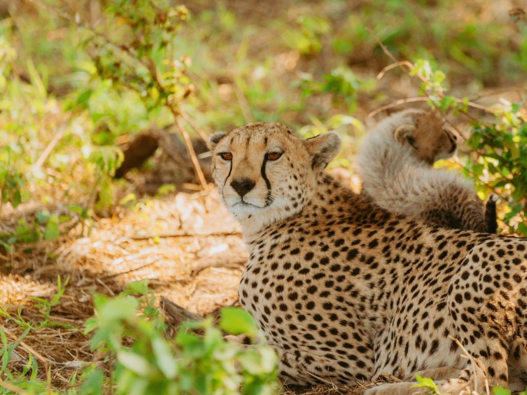 Cheetah lying on the dry ground among green bushes, looking toward the camera.